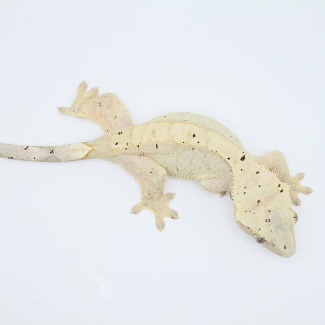 100%헷아잔틱 달마시안