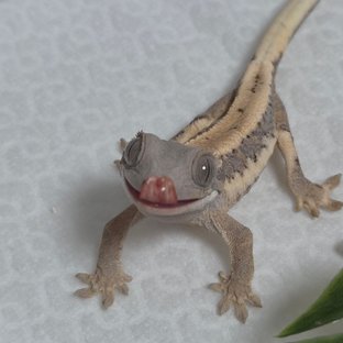 휘낭x솔트