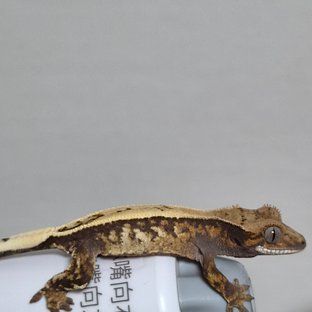 제티x초선