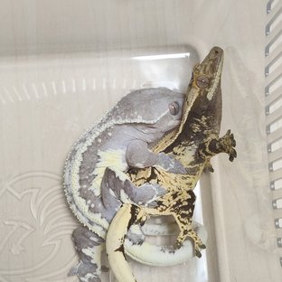 마농