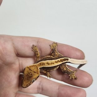 오딘x렉시