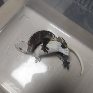 솔리드백 릴리화이트