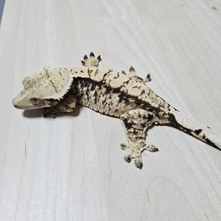 노멀 트라이 익스트림할리퀸