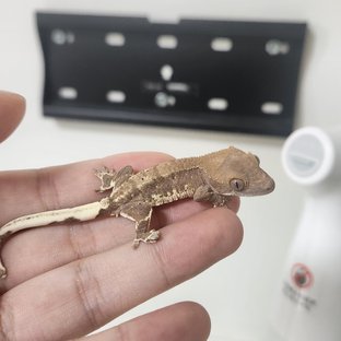 릴리100%헷아잔틱 팬텀