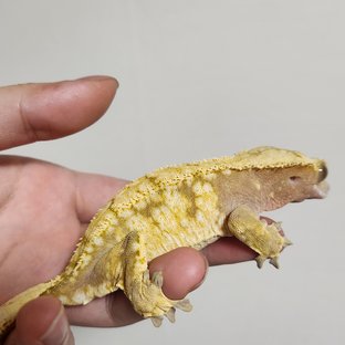 레드 드리피 화이트스팟 노멀