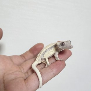 릴리 세이블 솔리드백