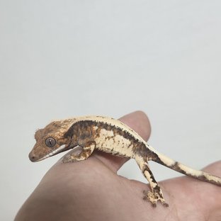 드리피 쿼드 세이블