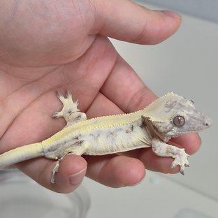 다카x연유