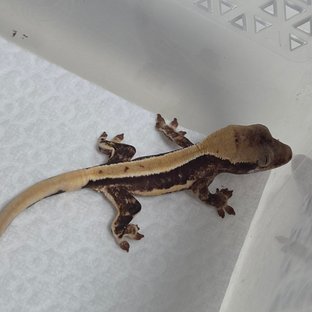 오딘x마농