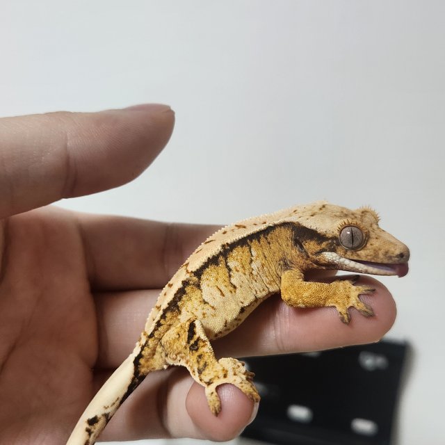 노멀 트라이 익스트림할리퀸