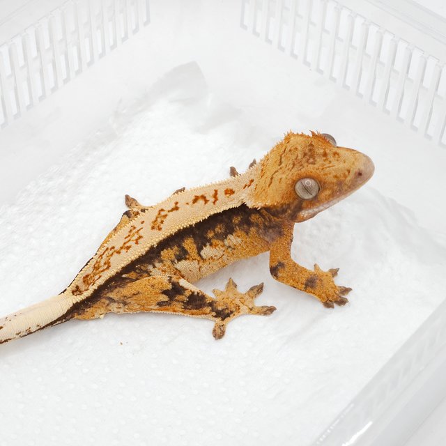 노멀 풀핀 쿼드