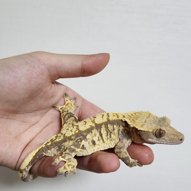 노멀 트라이 익스트림할리퀸 세이블