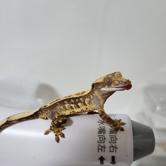 노멀 풀핀 트라이