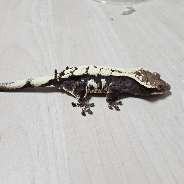 세이블