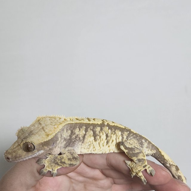 노멀 트라이 익스트림할리퀸 할리퀸