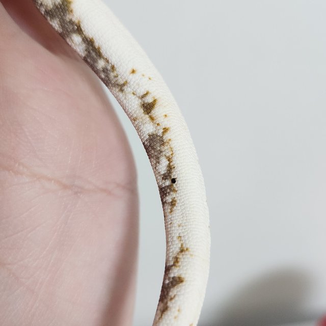 노멀 화이트스팟 할리퀸