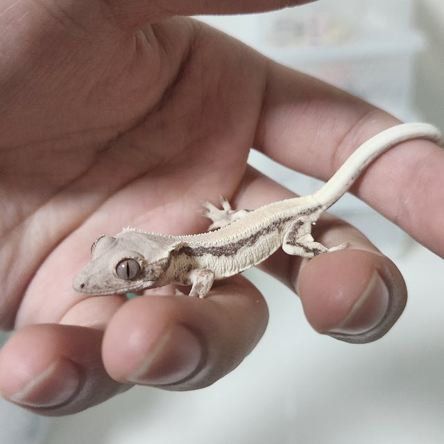 릴리 세이블 솔리드백