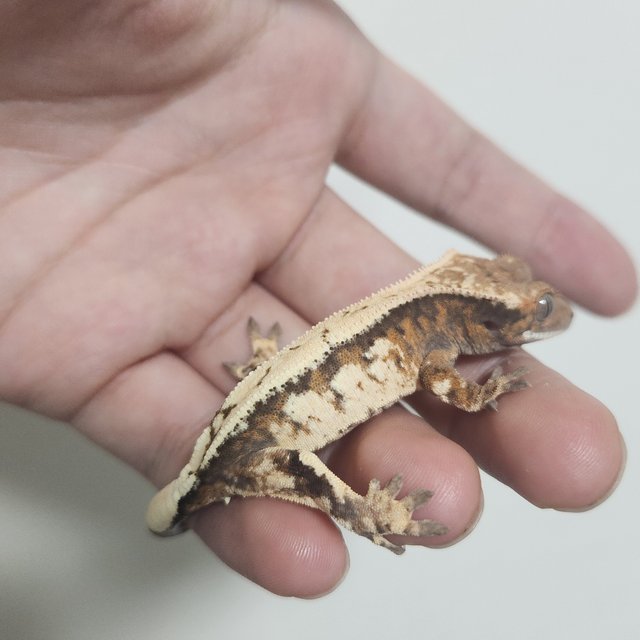 드리피 쿼드 세이블