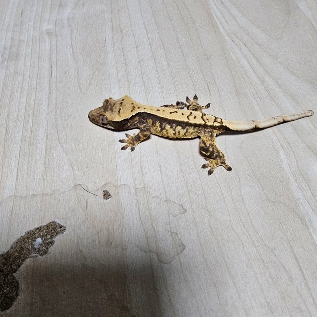 노멀 할리퀸 익스트림할리퀸 트라이