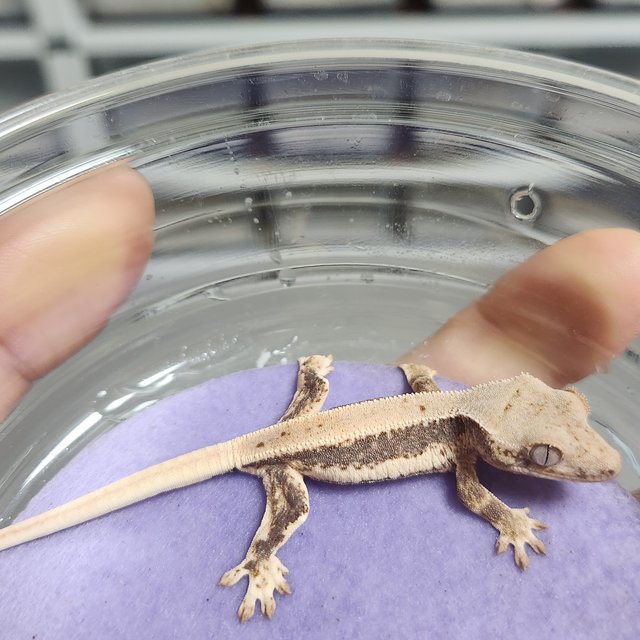 릴리100%헷아잔틱