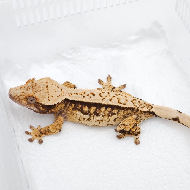 노멀 풀핀 쿼드 트라이