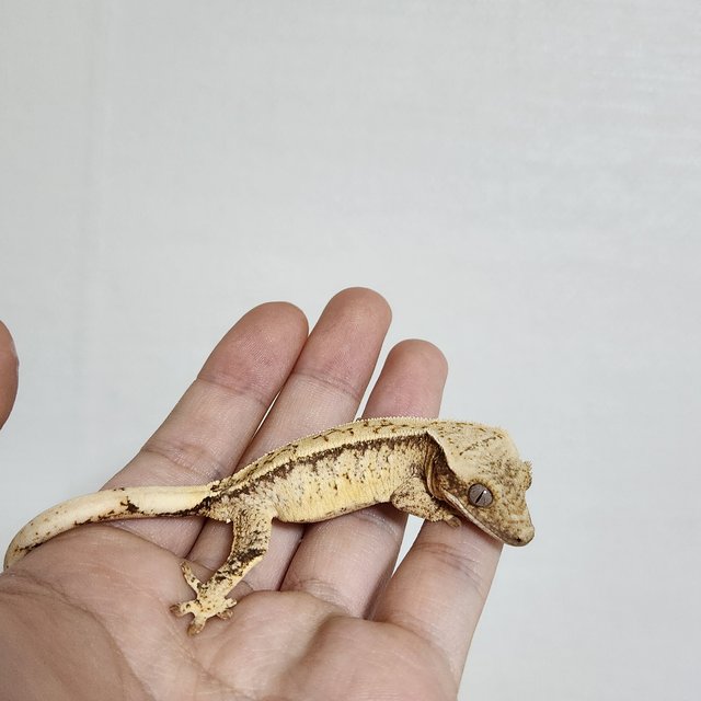 노멀 드리피 화이트스팟