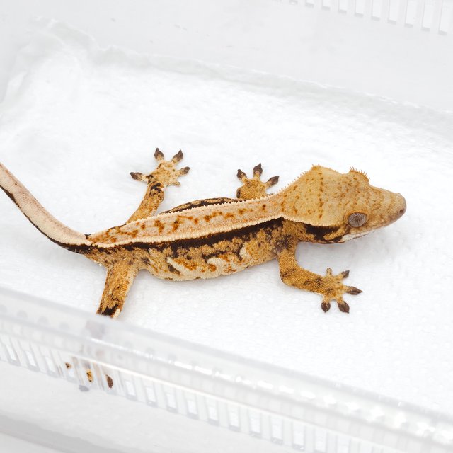 노멀 트라이 풀핀