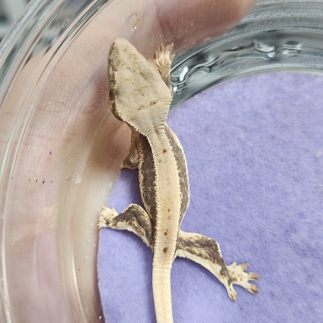 릴리100%헷아잔틱