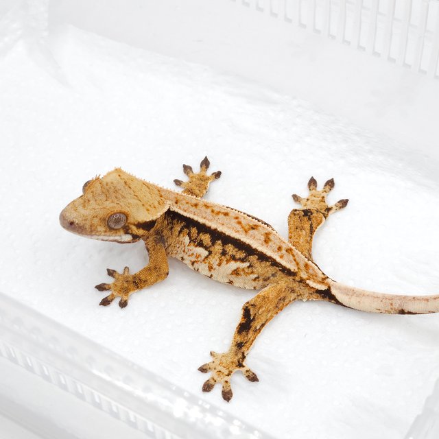 노멀 트라이 풀핀