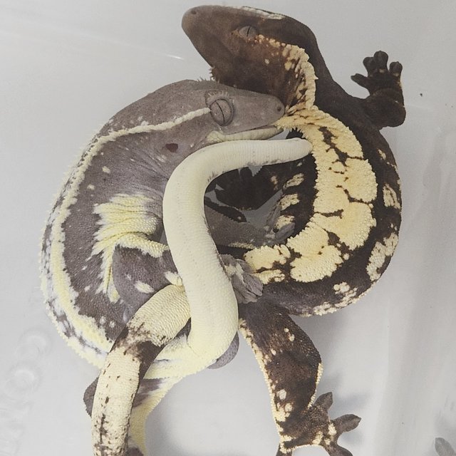 세이블