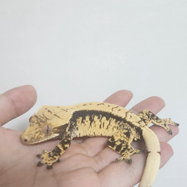 노멀 할리퀸 익스트림할리퀸 트라이