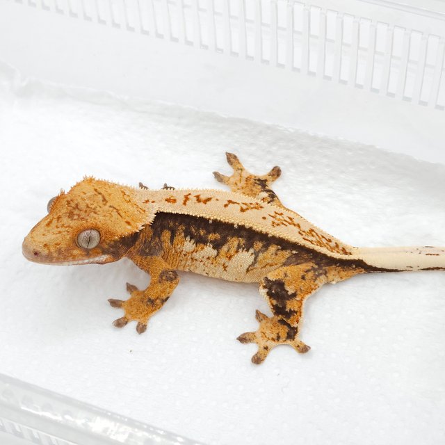 노멀 풀핀 쿼드