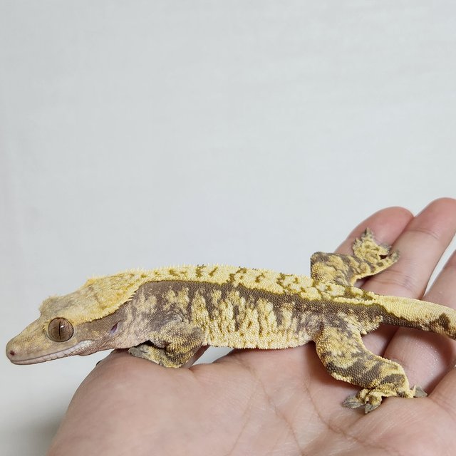 노멀 트라이 익스트림할리퀸 세이블