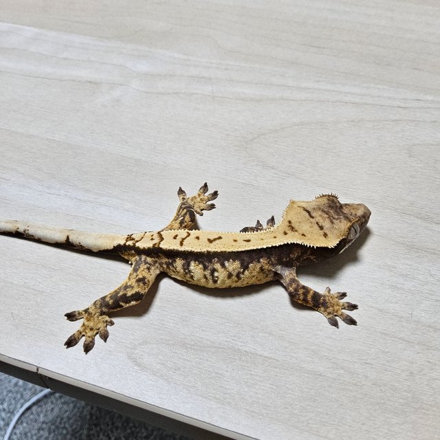 노멀 할리퀸 익스트림할리퀸 트라이