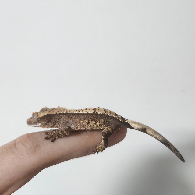 100%헷아잔틱 세이블