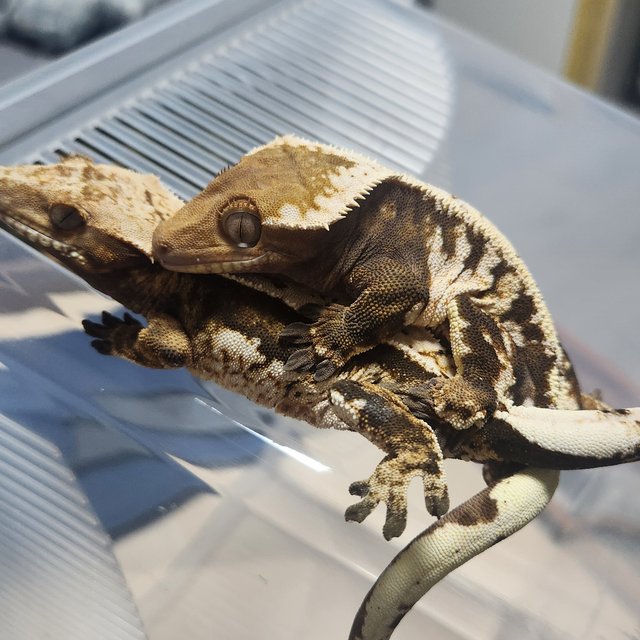 쿼드 트라이 노멀 세이블