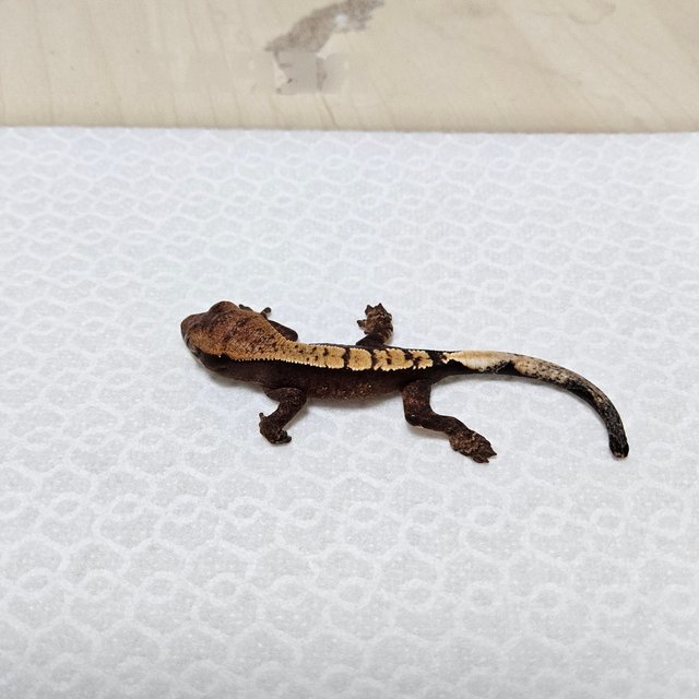 100%헷아잔틱 세이블