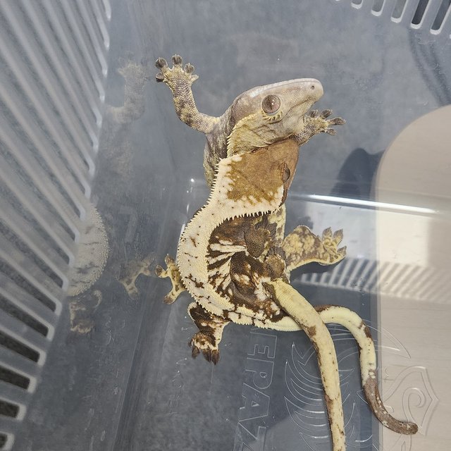 노멀 트라이 익스트림할리퀸 세이블