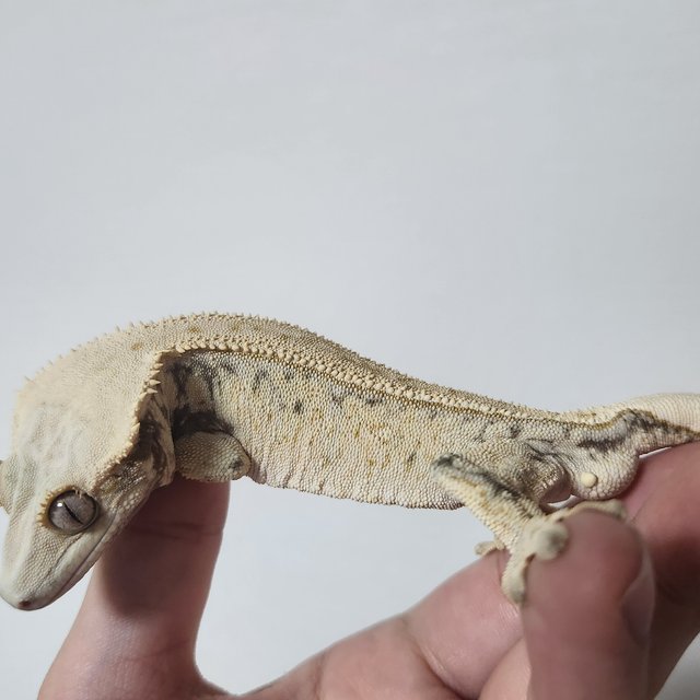 노멀 드리피 화이트스팟 풀핀