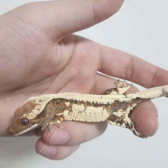 드리피 화이트스팟 세이블