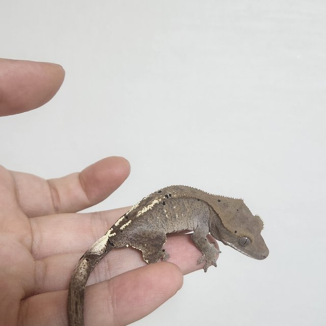 100%헷아잔틱 세이블 팬텀