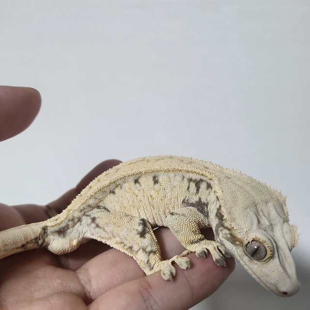 노멀 드리피 화이트스팟 풀핀