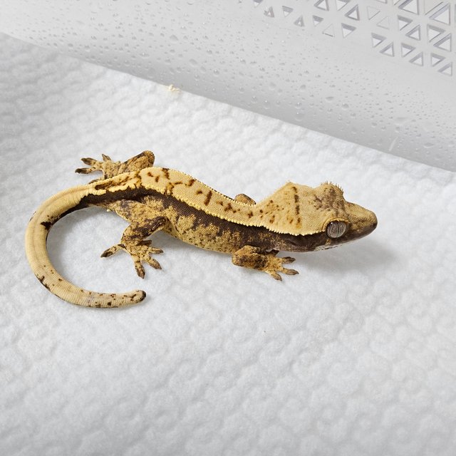 노멀 트라이 익스트림할리퀸