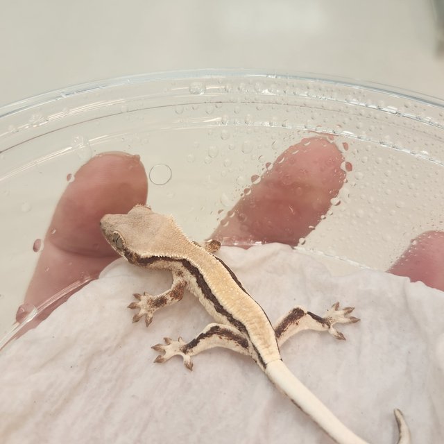 릴리 세이블 솔리드백