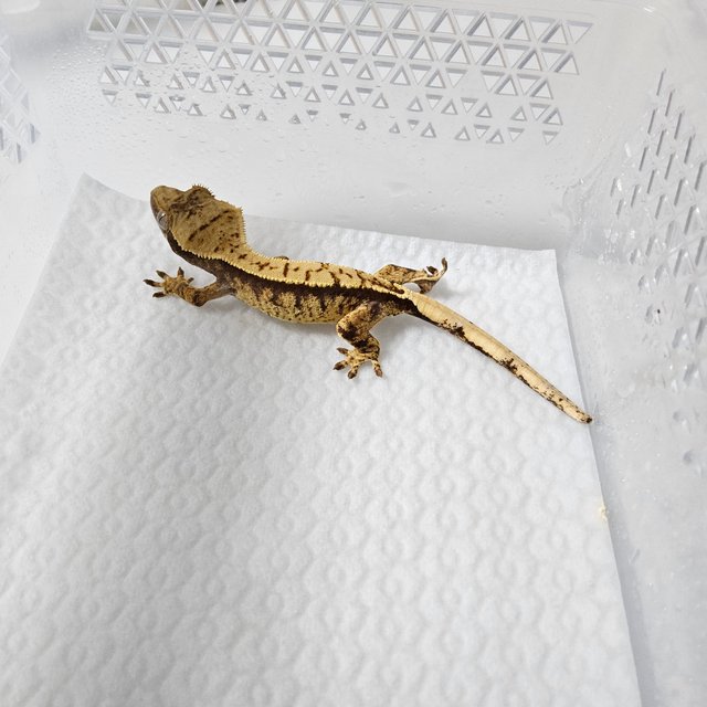 노멀 트라이 익스트림할리퀸