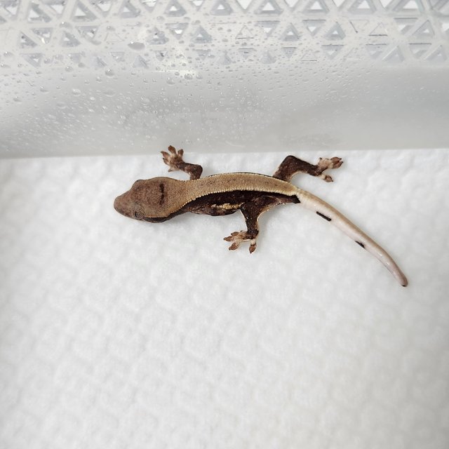 릴리화이트 솔리드백