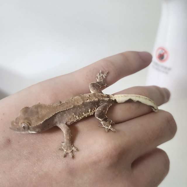 릴리100%헷아잔틱 팬텀