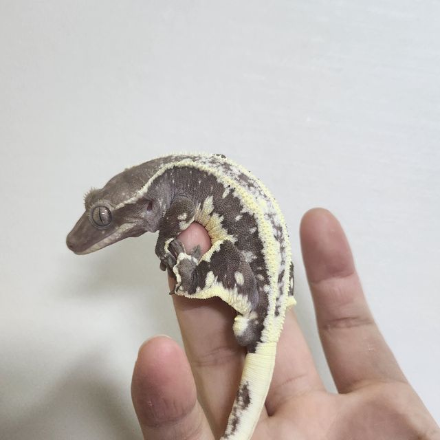 릴잔틱