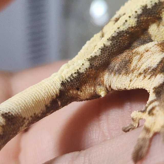 드리피 화이트스팟 세이블