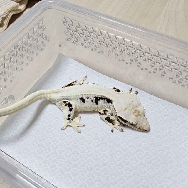 솔리드백 릴리화이트 세이블